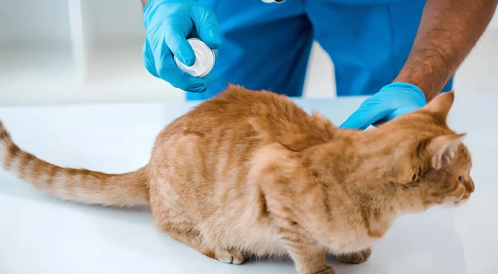 Kedi Parazitleri Hakkındaki Yanlışlar