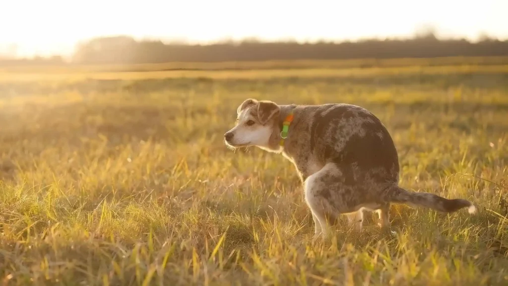 Köpeğimin Dışkı Yoğunluğu Ne Anlama Gelir?