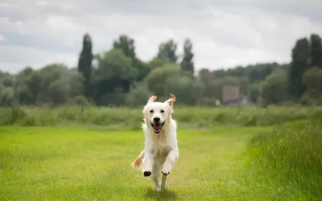 Köpeğimle Nasıl Egzersiz Yaparım?