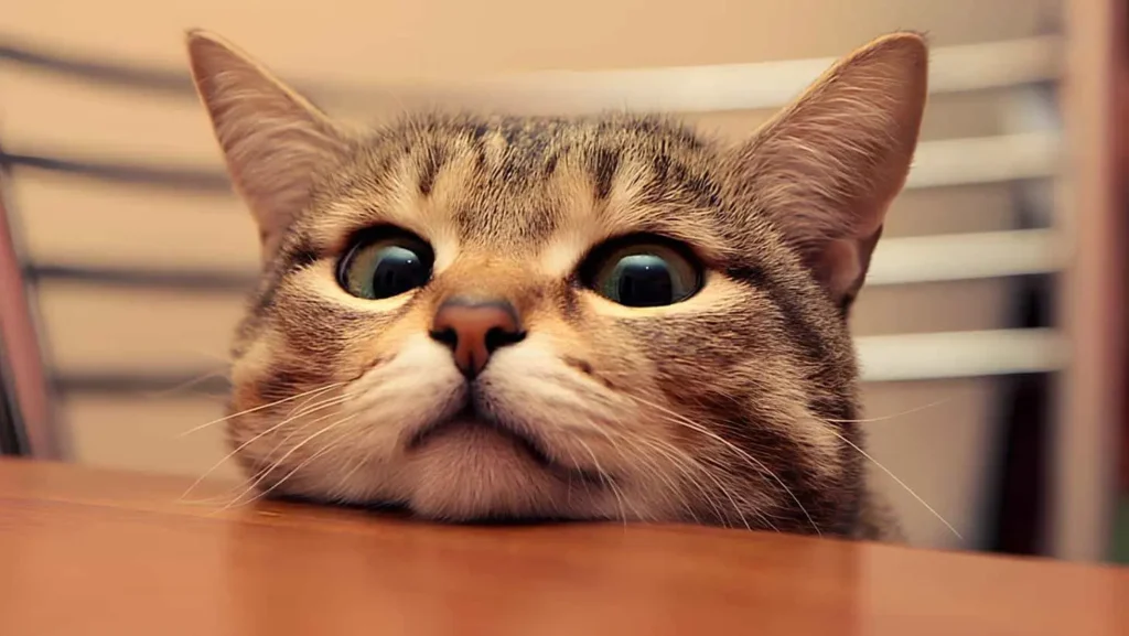 Neden Kedi Sahiplenmeliyiz?