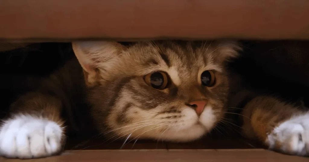 Kediniz Sizden Neden Saklanıyor Olabilir?