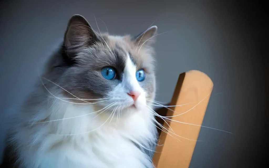 Kedi Kalp Kurdu Nedir? Belirtileri ve Tedavisi